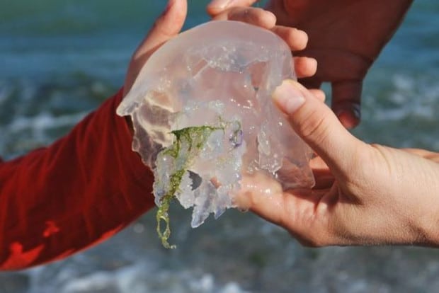 meduza 2