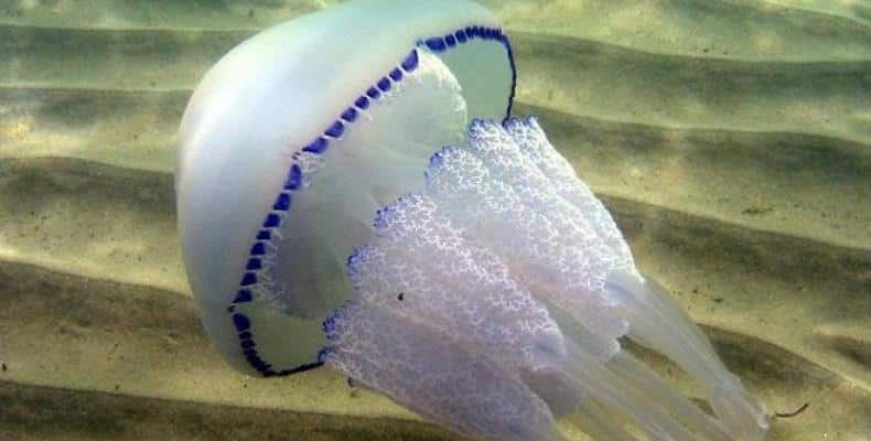 meduza