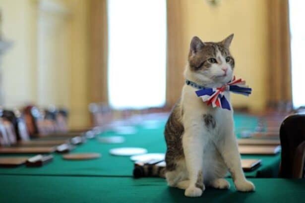 лари коте