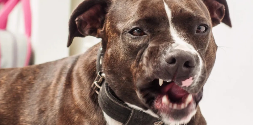 pitbul